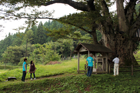 帝釈寺のけやき